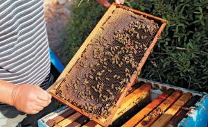 Το Μέλι που Κερδίζει τους Ευρωπαίους photo 2